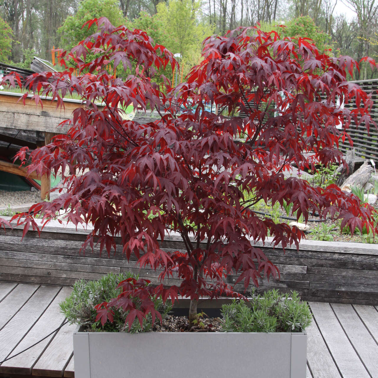 Bonsai Japanischer Fächerahorn - Acer Palm. Atropu Produktbild-Vorschau 6