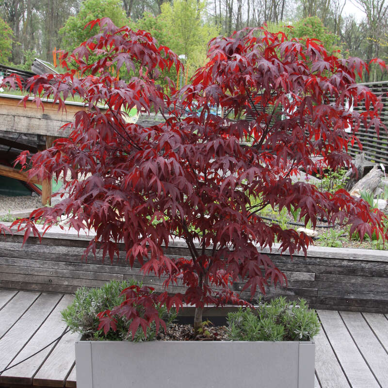 Roter Fcherahorn - Acer palmatum 'Atropurpureum' - rot