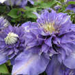 Clematis 'Multi Blue': Bild 3/7