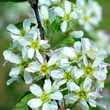 Amelanchier ovalis (A. rotundifolia): Bild 3/7