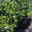 Arctostaphylos uva-ursi: Bild 3/3