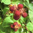 Rubus phoenicolasius: Bild 3/3