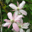 Clematis montana 'Marjorie': Bild 3/4