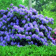 Rhododendron Hybride - blau PG2: Bild 2/2