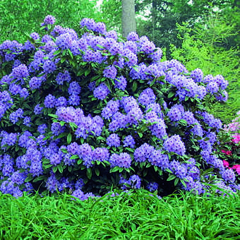 Rhododendron - Rhododendron Hybride - violett PG2 - lila
