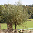 Salix alba: Bild 2/5