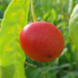 Prinsepia sinensis: Bild 2/2
