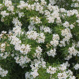 Choisya 'Aztec Pearl' - Orangenblüte