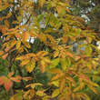 Acer maximowiczianum: Bild 3/3