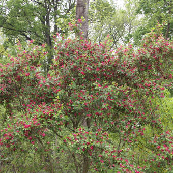 Rote Heckenkirsche - Lonicera tatarica 'Arnold Red' - rot
