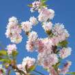 Prunus serrulata 'Asano': Bild 6/6