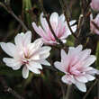 Magnolia stellata keiskei: Bild 4/9