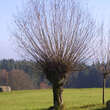 Salix alba: Bild 4/5