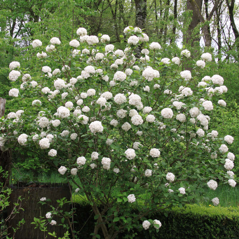 Großer Duftschneeball Viburnum carlcephalum weiß