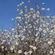 Magnolia loebneri 'Merrill': Bild 8/8