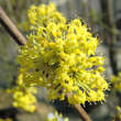 Cornus mas 'Variegata': Bild 2/4