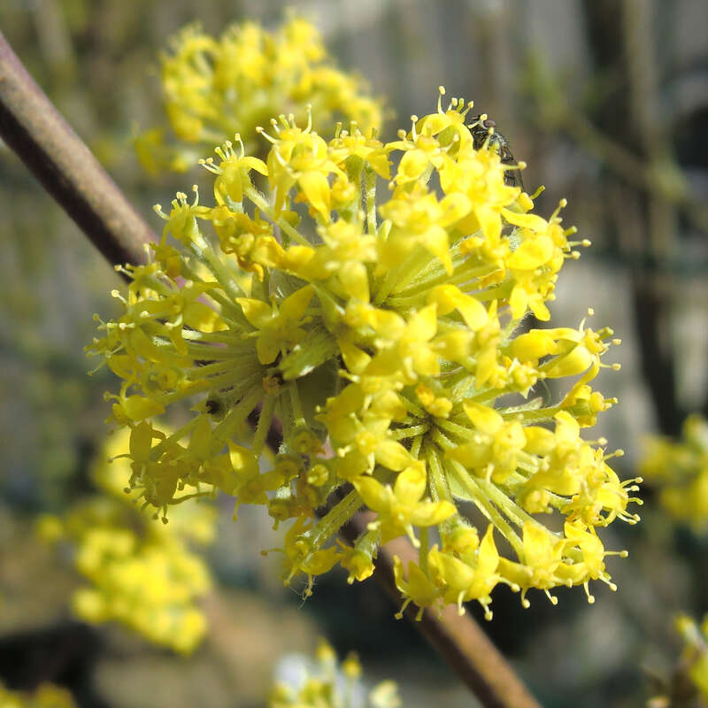 Buntblättriger Dirndlstrauch - Cornus mas 'Variegata' - gelb