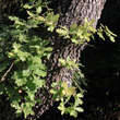 Quercus pubescens: Bild 6/8