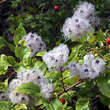 Clematis vitalba: Bild 4/7