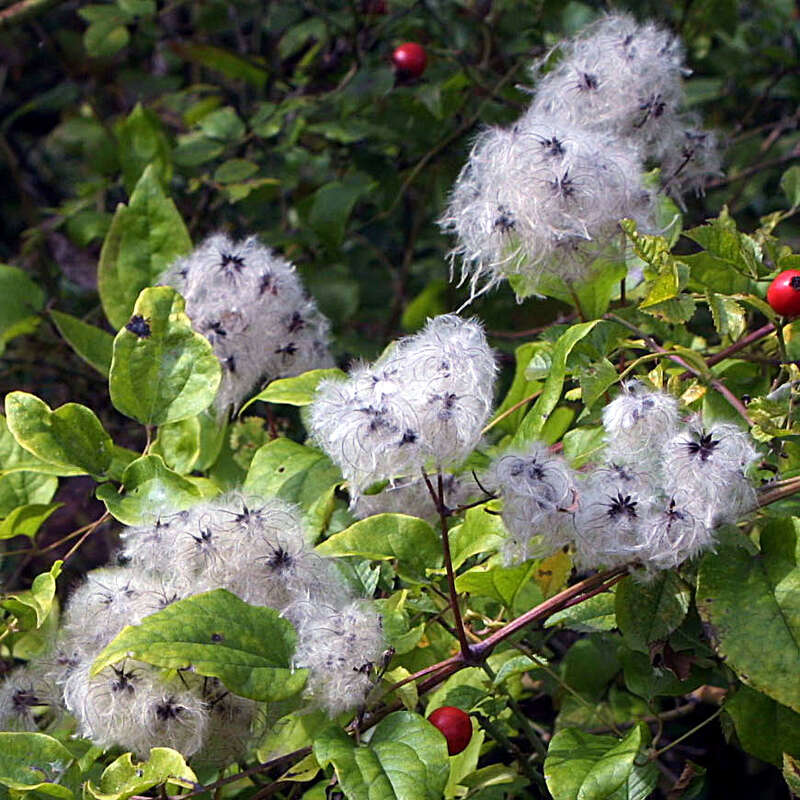 Gewöhnliche Waldrebe, cremeweiß - Clematis vitalba