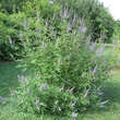 Vitex agnus-castus latifolia: Bild 4/4