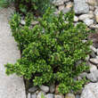 Berberis buxifolia 'Nana': Bild 2/2
