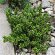 Berberis buxifolia 'Nana': Bild 2/2
