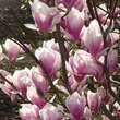 Magnolia soulangeana 'Alexandrina': Bild 4/5