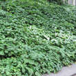 Parthenocissus quinquefolia: Bild 7/10
