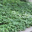 Kletterhortensie Kletterhortensie