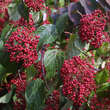 Viburnum betulifolium: Bild 2/4