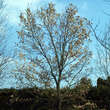 Quercus pubescens: Bild 8/8