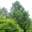 Davidia involucrata: Bild 11/11