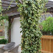 Hedera colchica 'Dentata Variegata': Bild 2/3