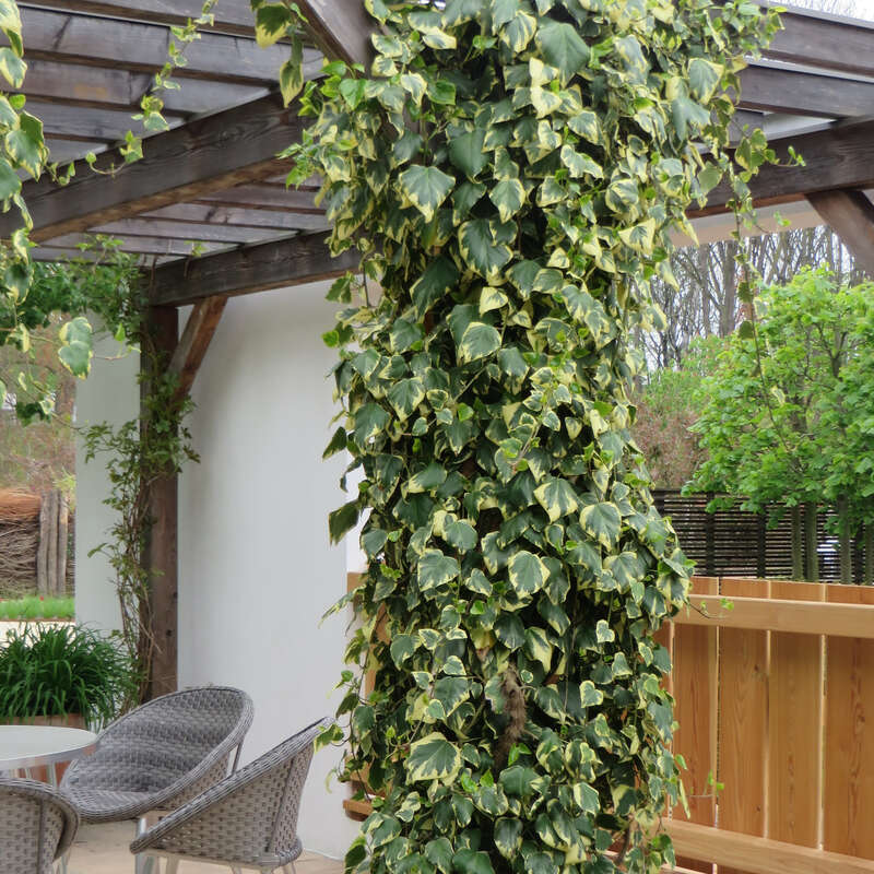 Gelbbunter kolchischer Efeu - Hedera colchica 'Dentata Variegata' -  buntlaubig