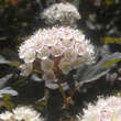 Physocarpus opulifolius 'Summer Wine': Bild 2/3