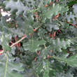 Quercus pubescens: Bild 4/8