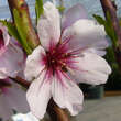 Prunus amygd. 'Robijn': Bild 3/6