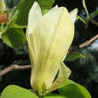 Magnolia 'Yellow Lantern': Bild 3/3