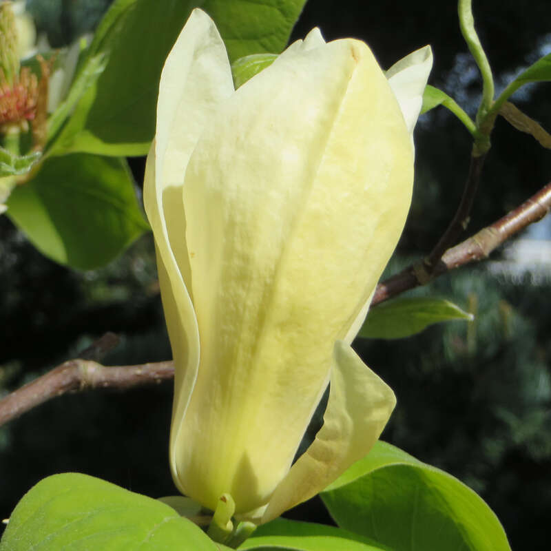 Gelbe Magnolie Magnolia 'Yellow Lantern' gelb