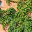 Parthenocissus quinquefolia: Bild 8/10
