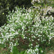 Exochorda racemosa: Bild 5/5
