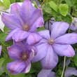 Clematis 'Mrs. Cholmondeley': Bild 3/5