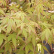 Acer palmatum 'Katsura': Bild 6/9