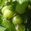 Ribes uva-crispa 'Invicta': Bild 3/5