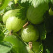 Ribes uva-crispa 'Invicta': Bild 2/4