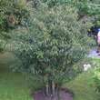 Viburnum henryi: Bild 2/2