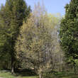 Ostrya carpinifolia: Bild 2/3