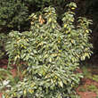 Elaeagnus ebbingei 'Limelight': Bild 10/12