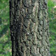 Quercus pubescens: Bild 7/8